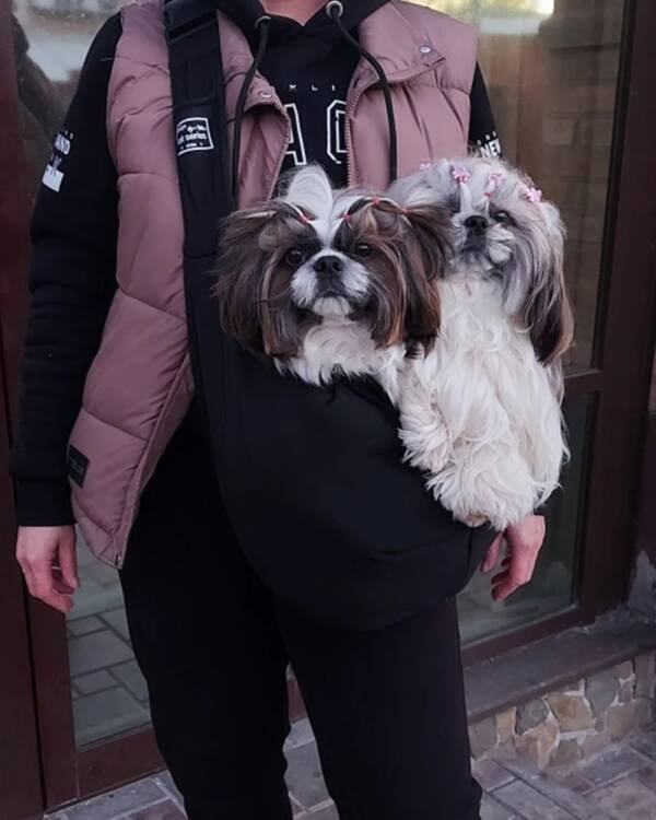 front pet carrier for small dogs