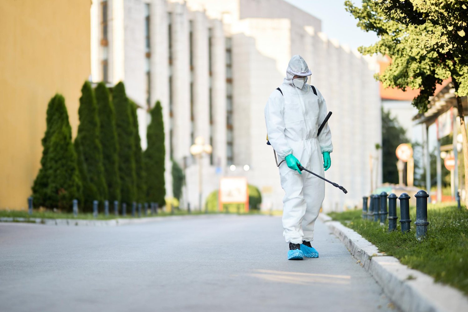 Termite Pest Control in Gainesville GA Everything You Need to Know