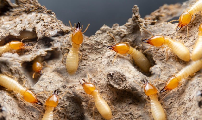 Ant Exterminator Round Rock TX: What’s Hiding in Your Walls or Under Floors?