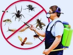 Premium Termite Control Treatment Services in Lahore – Complete Protection for Your Property