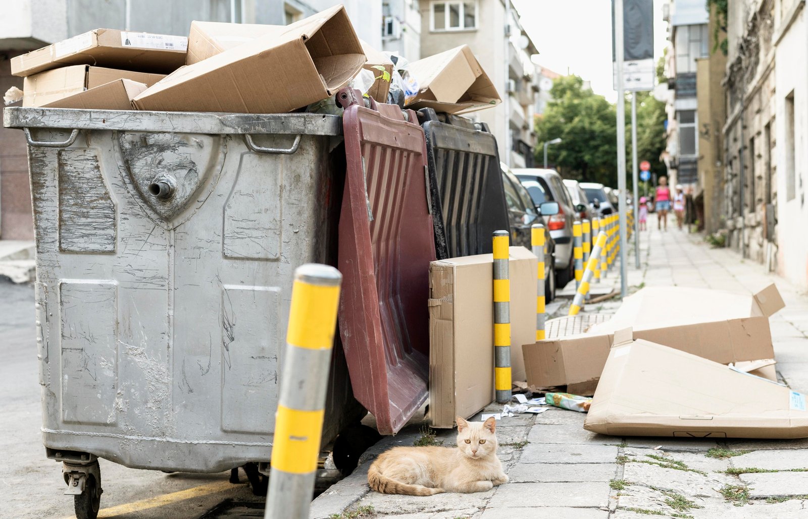 Essential Dog Waste Management: Your Complete Guide to Clean and Convenient Pet Care
