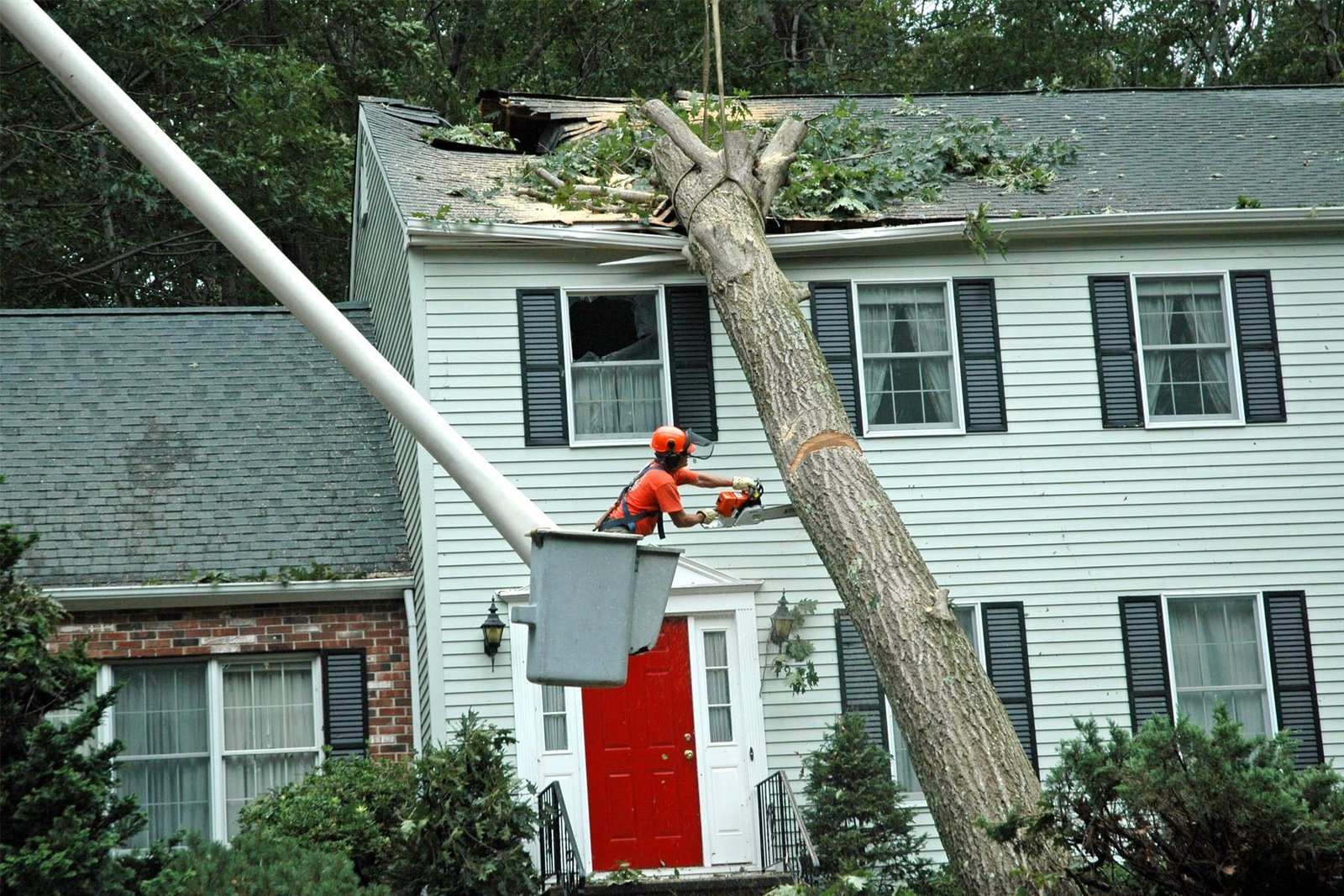 How to Find Reliable Emergency Tree Work Services in Shropshire