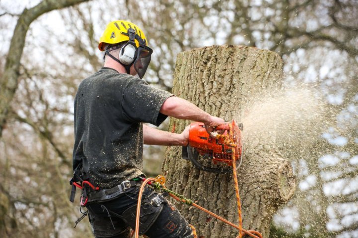 Common Signs You Need Tree Removal Services Immediately