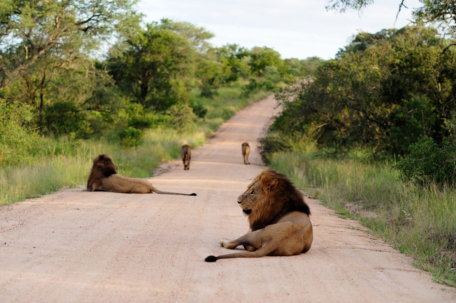 Unforgettable Safaris: Masai Mara National Park Tour Packages