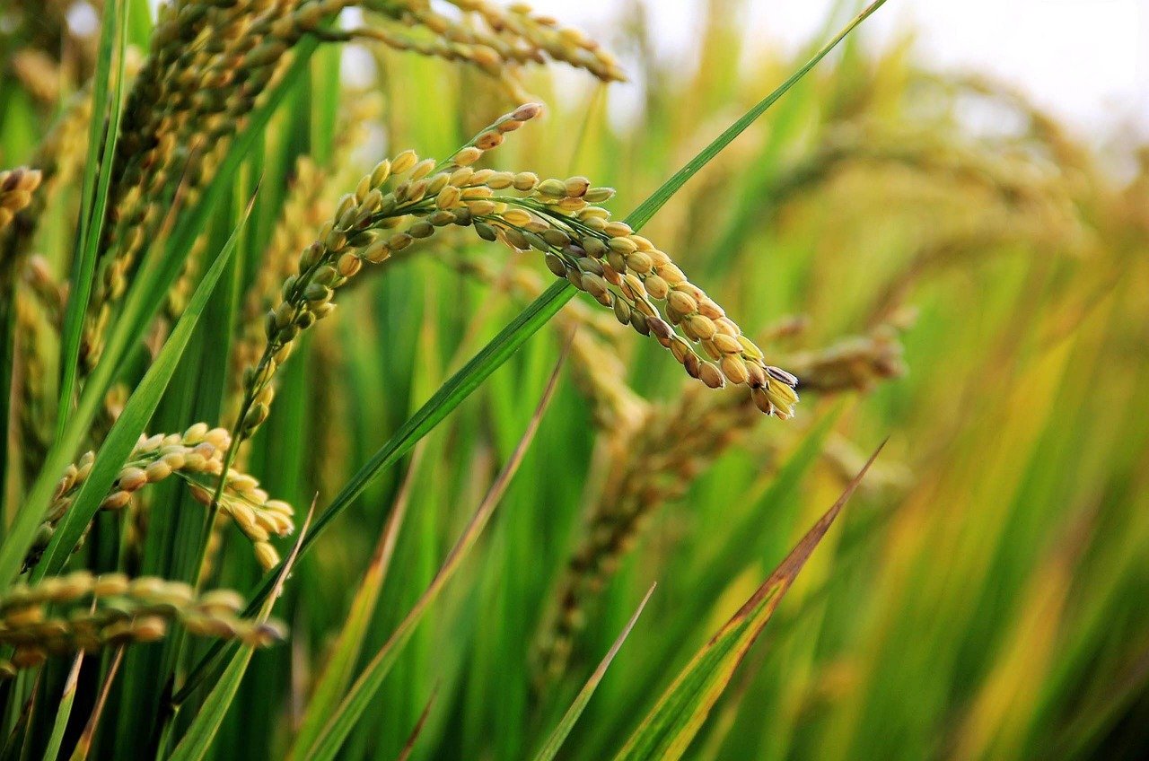 Extra Long Grain Basmati Rice – Finest Quality for Cooking