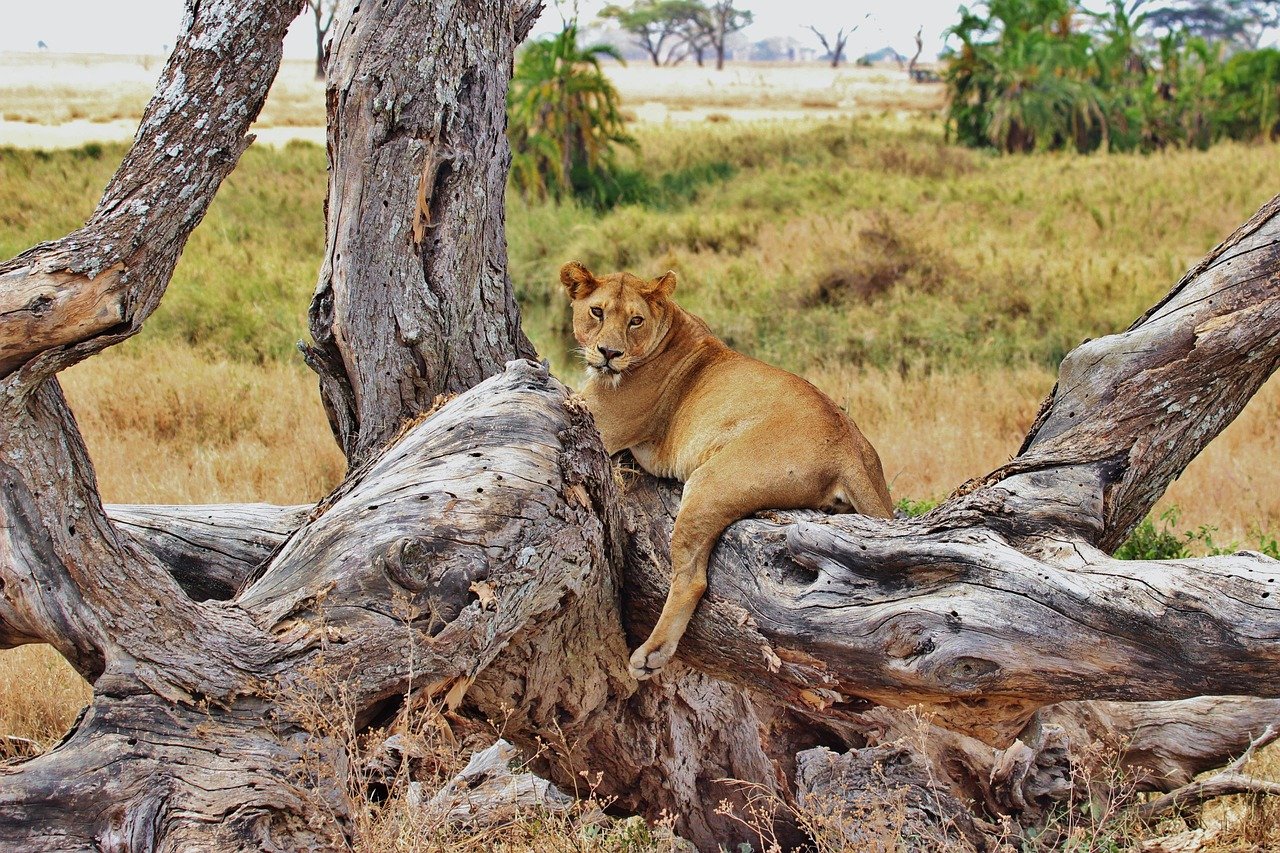 zanzibar travel packages