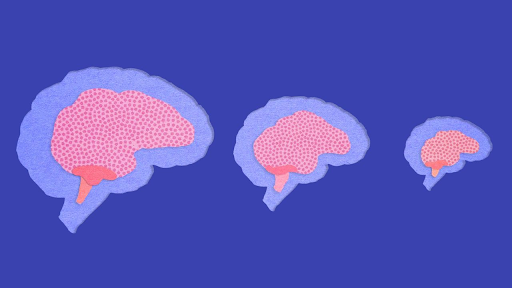 brain facts