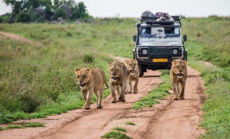 masai mara national park packages