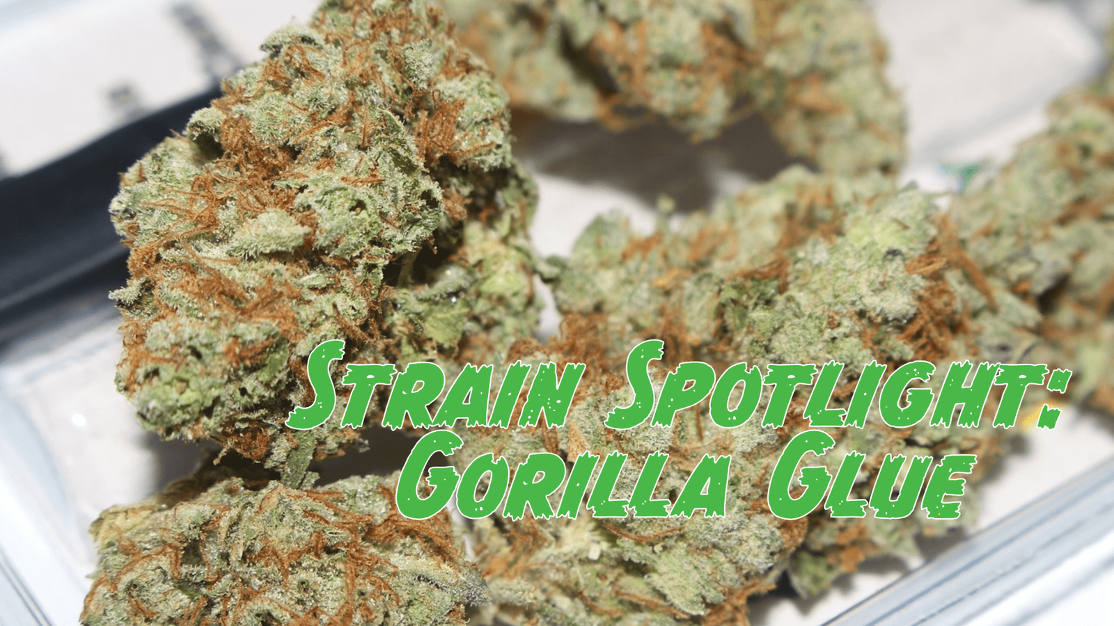 Gorilla Glue
