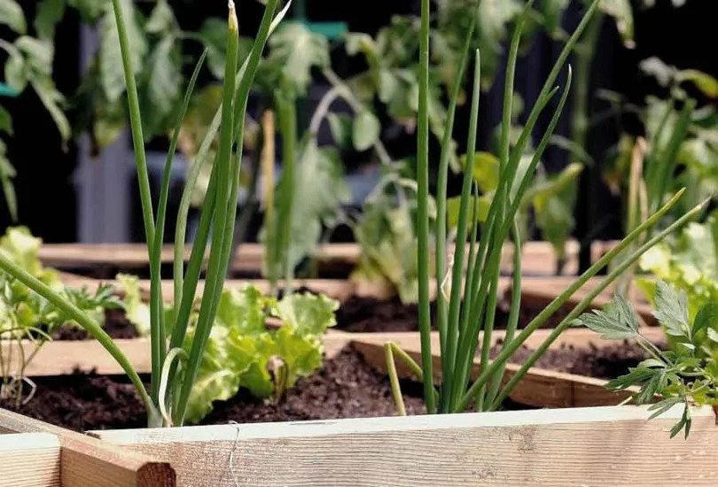 Best Self Watering Planters/Self Watering Planter Box